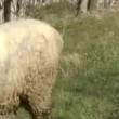 photo mouton