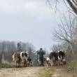 Photo INRA Mirecourt