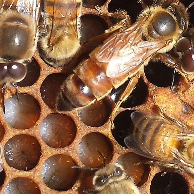Quels objectifs de sélection et pratiques apicoles en AB ? - BEE FOR BIO
